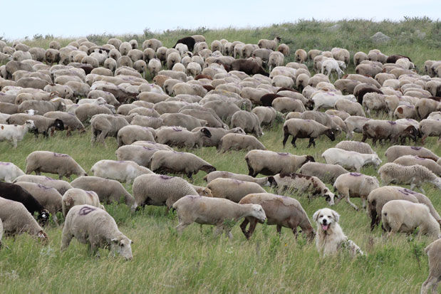 Sheep and dog